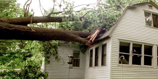 insurance-for-fallen-tree